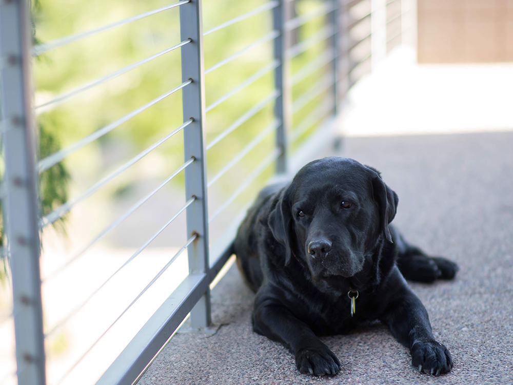 Dog Laying on Balcony