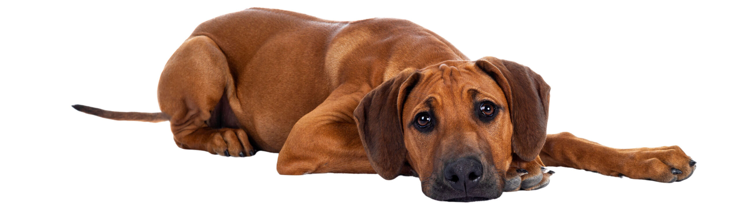 Cute wheaten Rhodesian Ridgeback puppy dog with dark muzzle, laying down side ways facing front. Looking at camera with sweet brown eyes and sad face. Isolated cutout on transparent background.